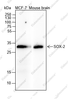 Recombinant SOX2 Monoclonal Antibody - 1