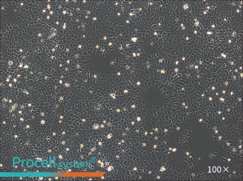 BRL Cell Complete Medium - 1
