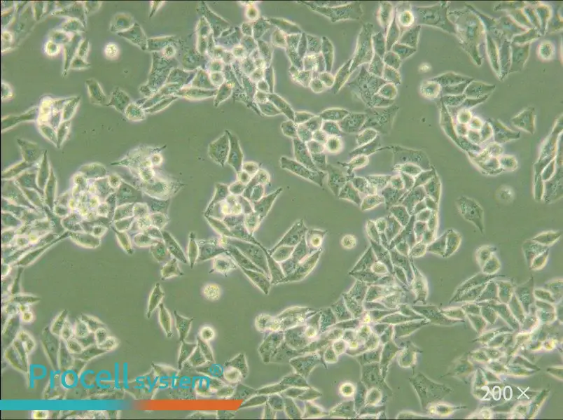 AN3 CA Cell Complete Medium - small - 6