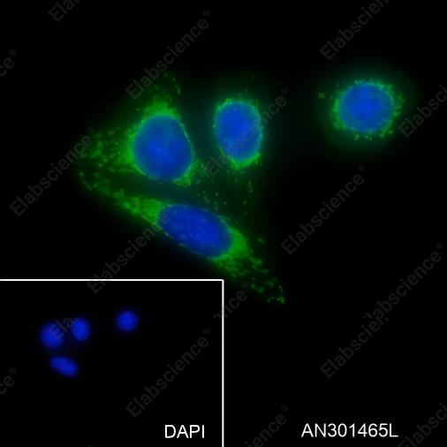 Recombinant CD168 Monoclonal Antibody - 2
