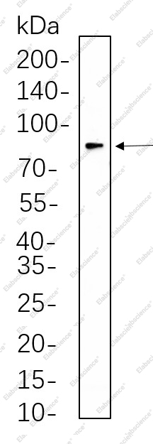 Recombinant eIF4B Monoclonal Antibody - 1