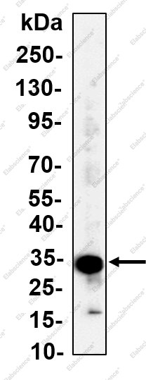 Recombinant ELAVL1 Monoclonal Antibody - 1