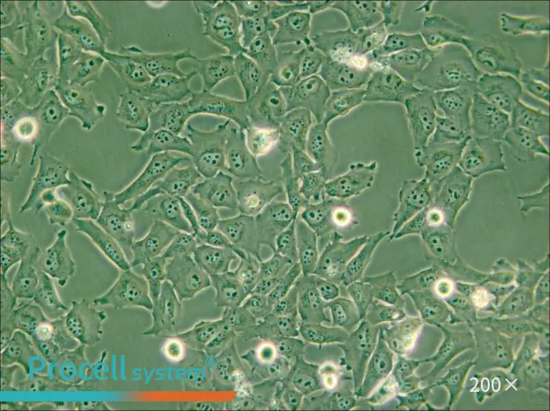 KMH-2 Cell Complete Medium - small - 5