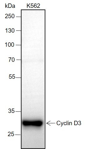 Recombinant Cyclin D3 Monoclonal Antibody-searchlist-1