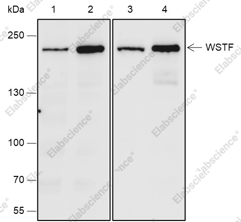 Recombinant WSTF Monoclonal Antibody - 1