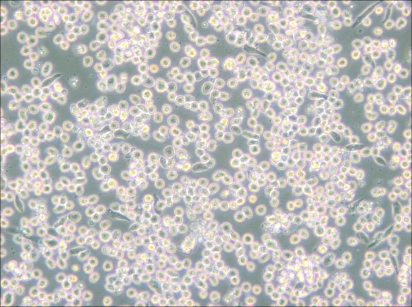 M-07e Cell Complete Medium - small - 6