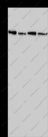 CD297 Polyclonal Antibody - 1