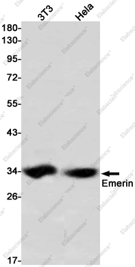 Recombinant Emerin Monoclonal Antibody - 1