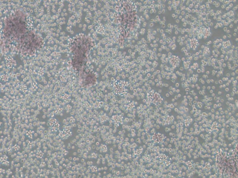 Granta-519 Cell Complete MediumGranta-519 Cell Complete Medium - 3