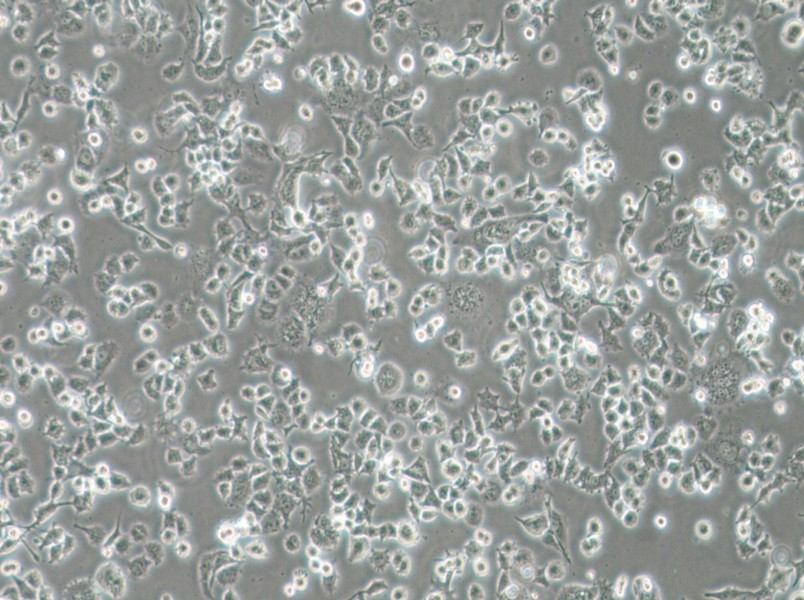 DMS 114 Cell Complete Medium - 3