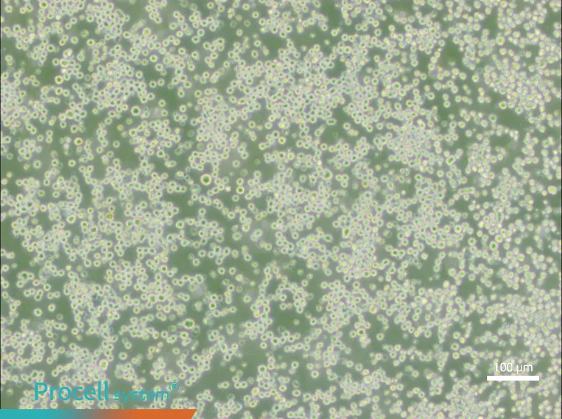 35.1 Cell Complete Medium - 3