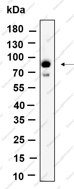 Recombinant Phospho-STAT3 (Ser727) Monoclonal Antibody - 1