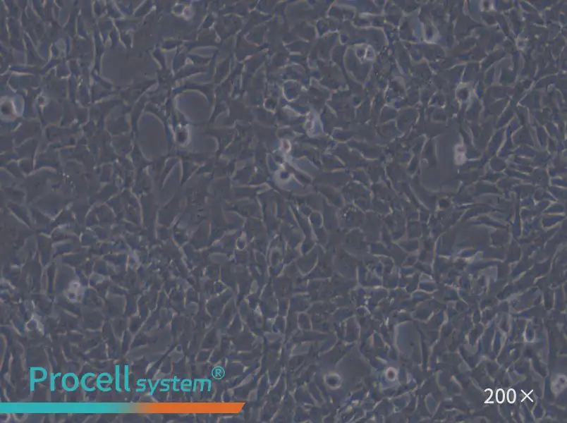 CHL Cell Complete Medium - small - 4