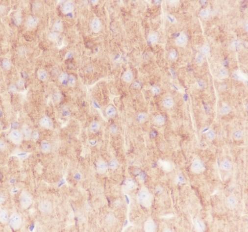 Recombinant GABA A Receptor alpha 1 Monoclonal Antibody - 3