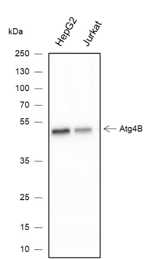 Recombinant ATG4B Monoclonal Antibody-searchlist-1