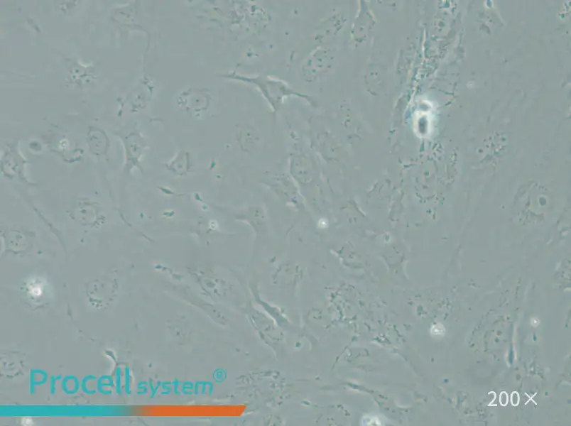 SRA01/04 Cell Complete Medium - 5