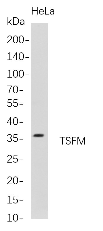 Recombinant TSFM Monoclonal Antibody-searchlist-1