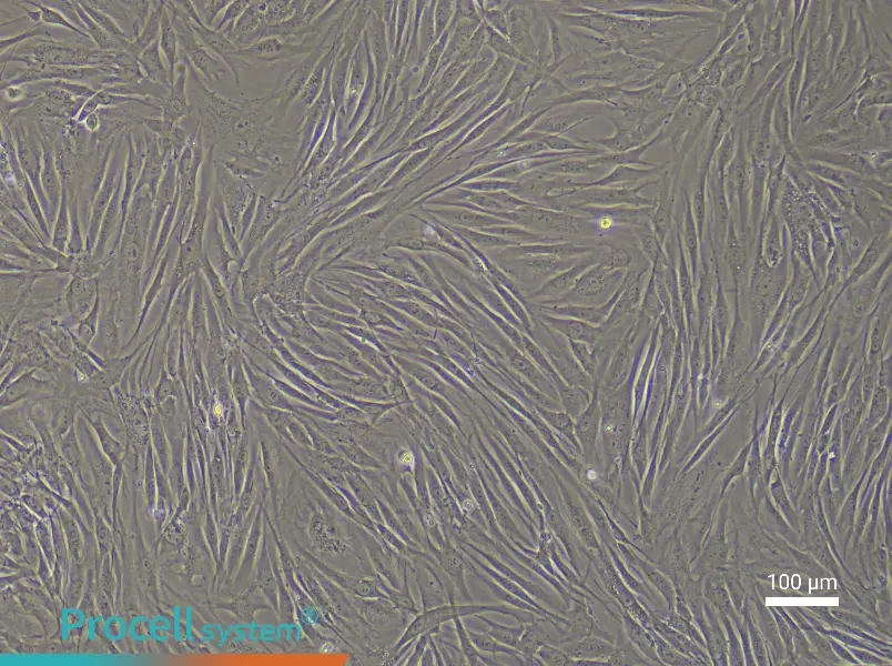 Human Esophageal Smooth Muscle Cell Complete Medium - 2