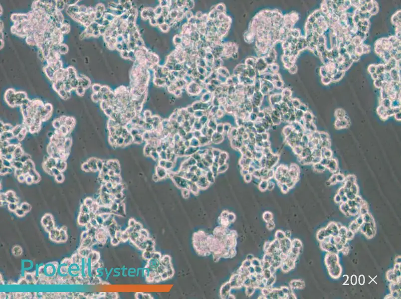 HCC1187 Cell Complete Medium - 4