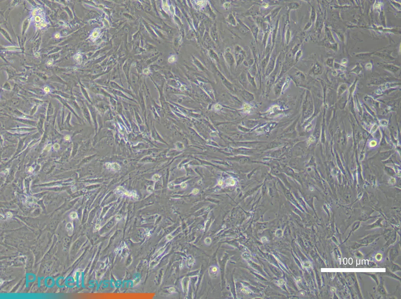 Mouse Brown Adipose-Derived Stem Cell Complete Medium - 3