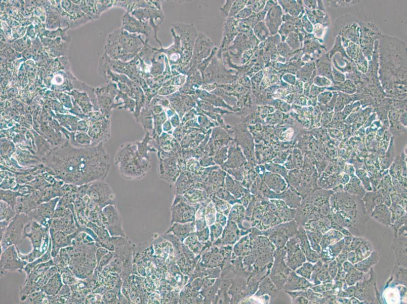 MDA-MB-415 (DMEM) Cell Complete Medium - small - 4