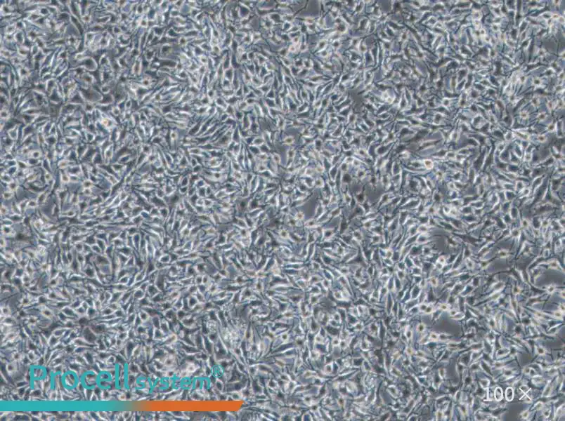 B16-F1 Cell Complete MediumB16-F1 Cell Complete Medium - 3