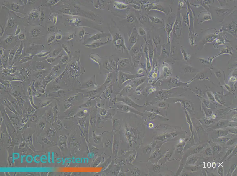 KMRC-1 Cell Complete Medium - 1