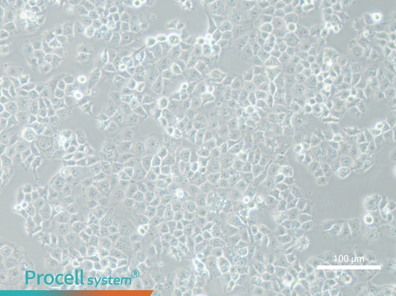 JAR Cell Complete Medium - 1