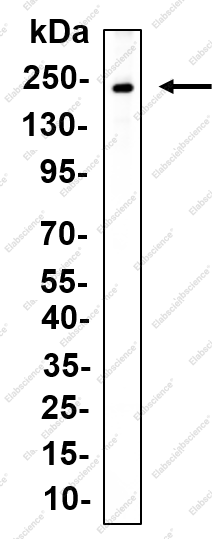 Recombinant Bcr Monoclonal Antibody - 1