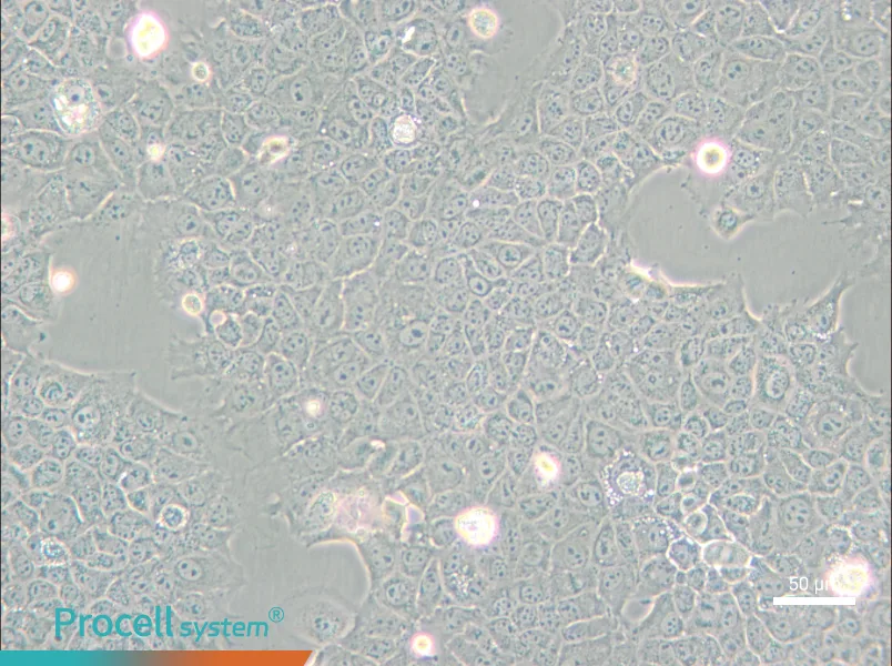 AML12 Cell Complete Medium - small - 5