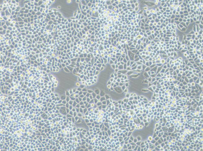 PC-9-DDP Cell Complete Medium - 2