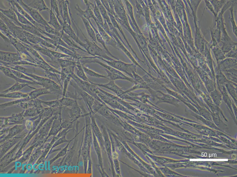 Human Renal Fibroblast Complete Medium - 6