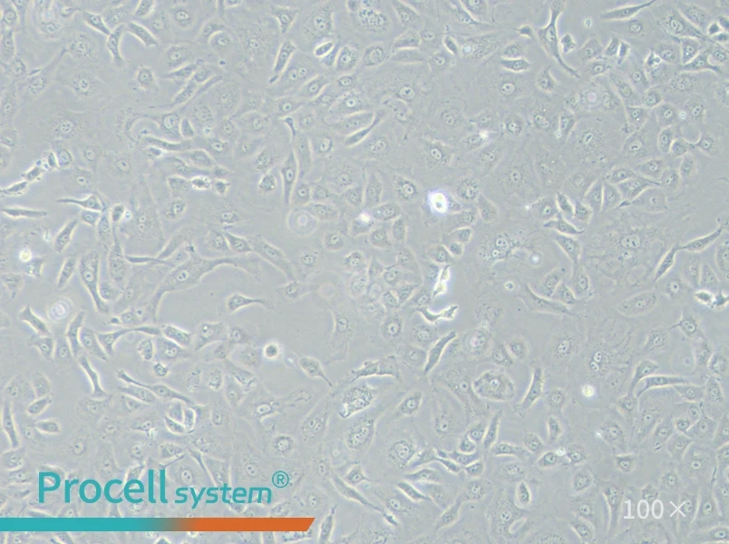 NRK-52E Cell Complete Medium - 2