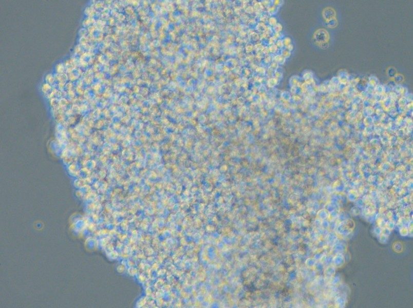 SHP-77 Cell Complete Medium - small - 6