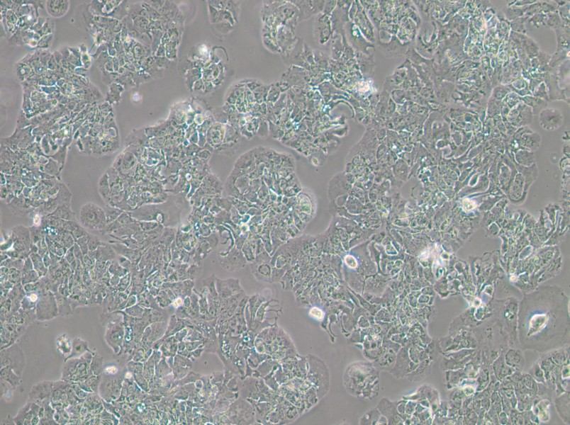 MDA-MB-415 (L15) Cell Complete Medium - 2