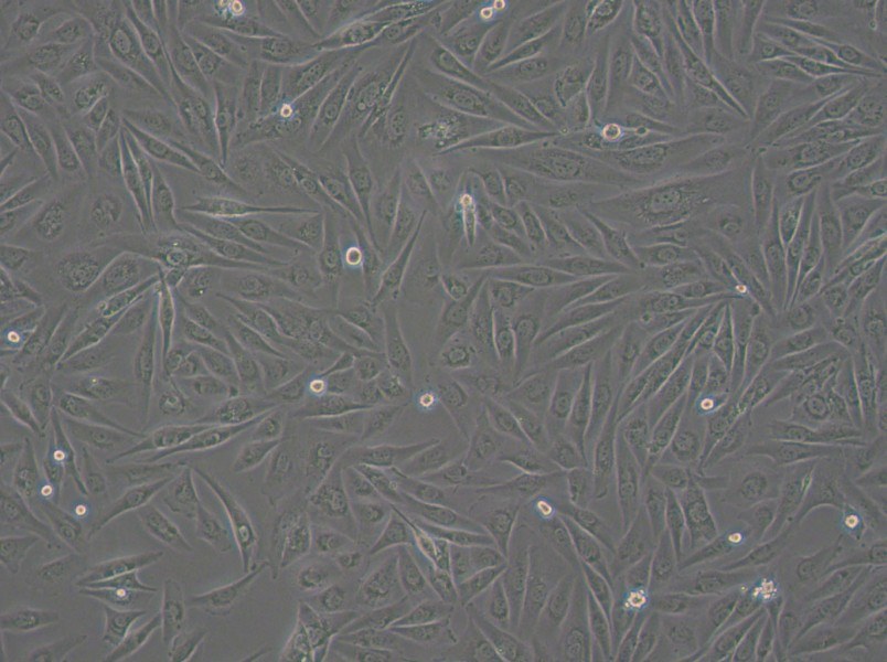 SW962 (L15) Cell Complete MediumSW962 (L15) Cell Complete Medium - 3