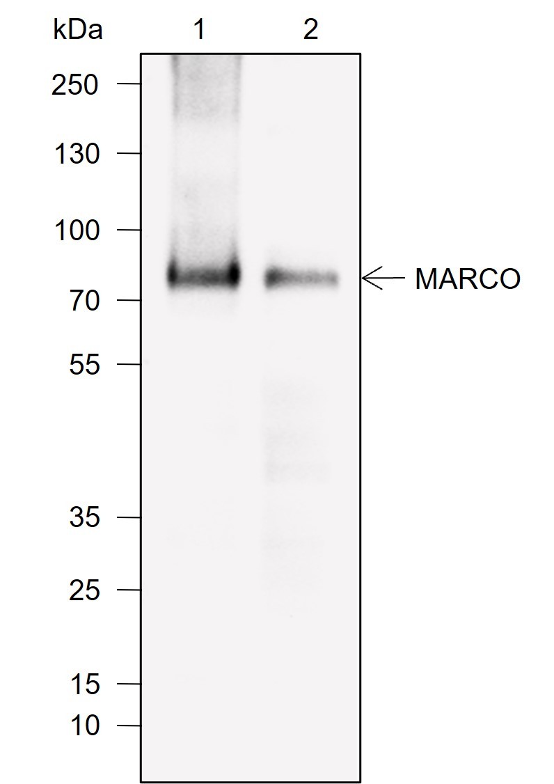 Recombinant MARCO Monoclonal Antibody-searchlist-1