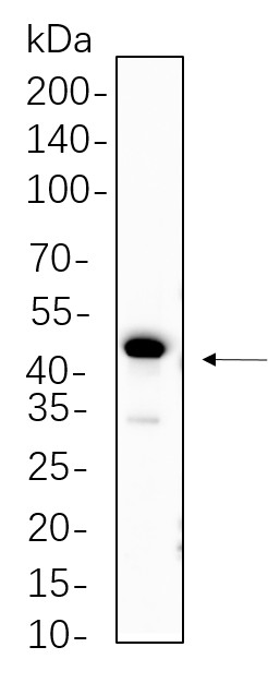 Recombinant PAX6 Monoclonal Antibody-searchlist-1