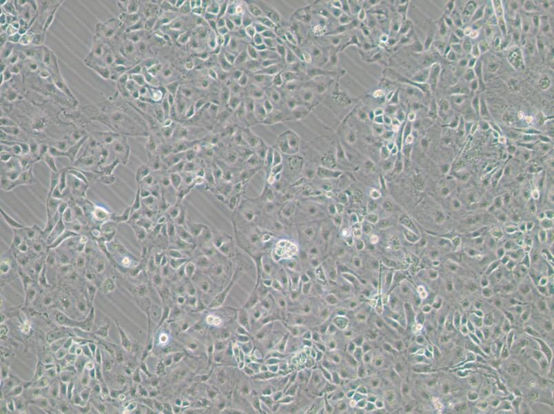 Kuramochi Cell Complete MediumKuramochi Cell Complete Medium - 3