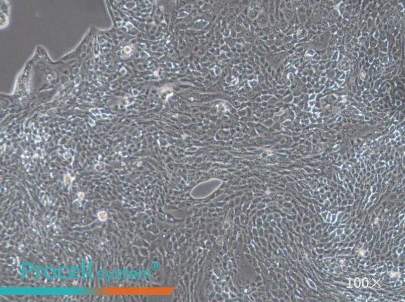 Calu-3 Cell Complete MediumCalu-3 Cell Complete Medium - 3