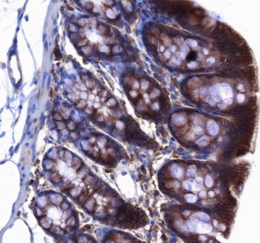 Recombinant Cdc42 Monoclonal Antibody - 3