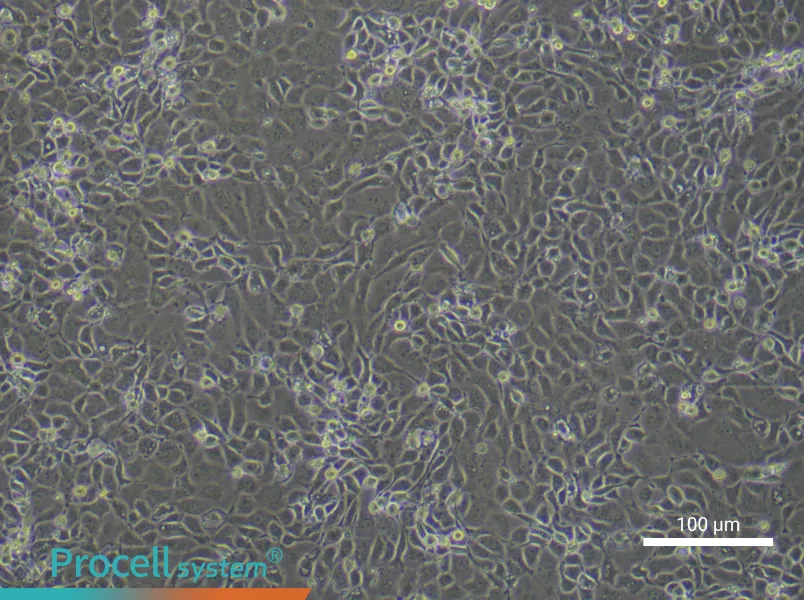 Mouse Endometrial Epithelial Cell Complete Medium - 1
