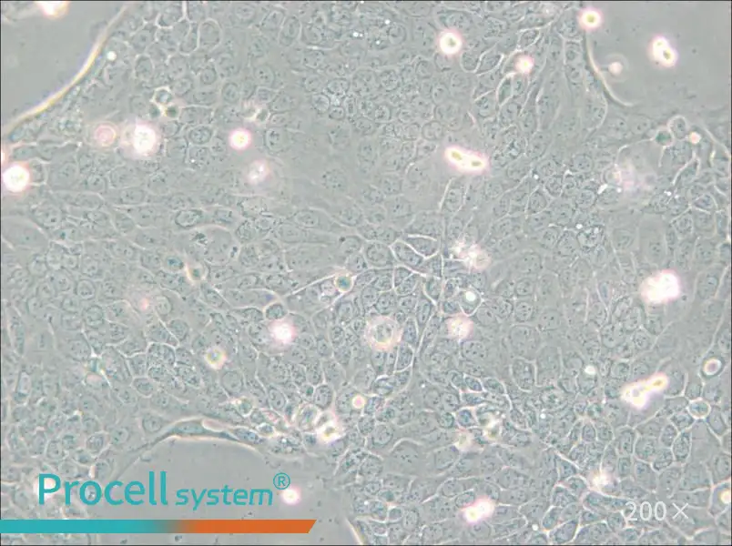 Capan-2 Cell Complete Medium - small - 5