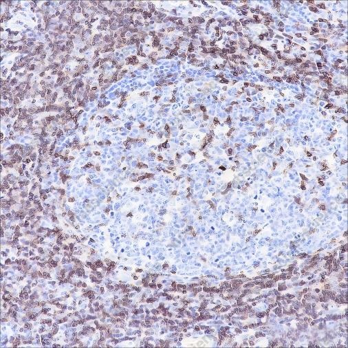 Recombinant CD3 epsilon Monoclonal Antibody - 4