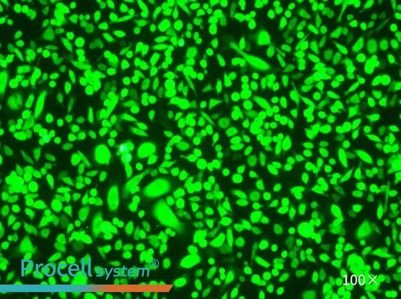 AGS-GFP Cell Complete MediumAGS-GFP Cell Complete Medium - 2