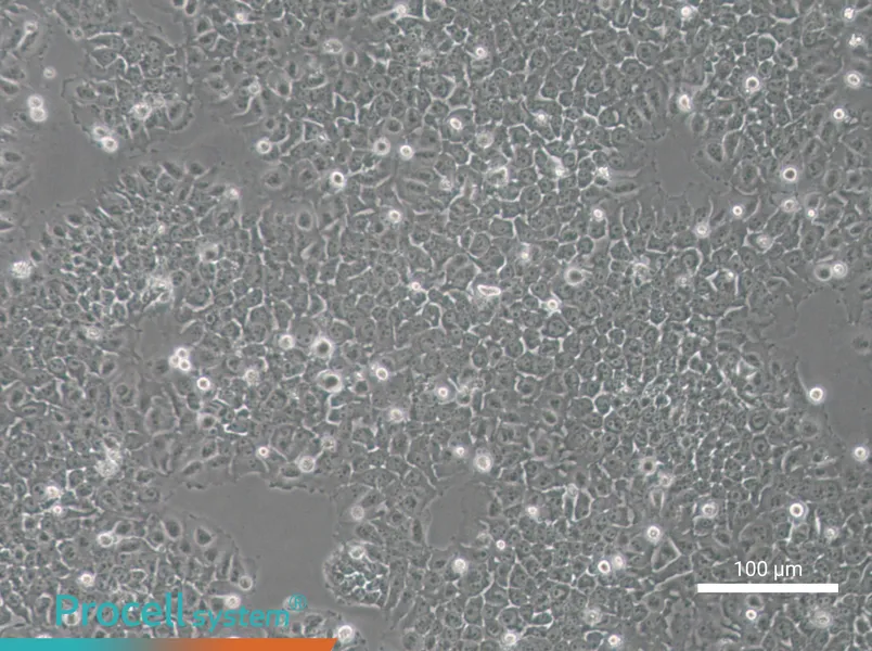 SACC-83 - 1
