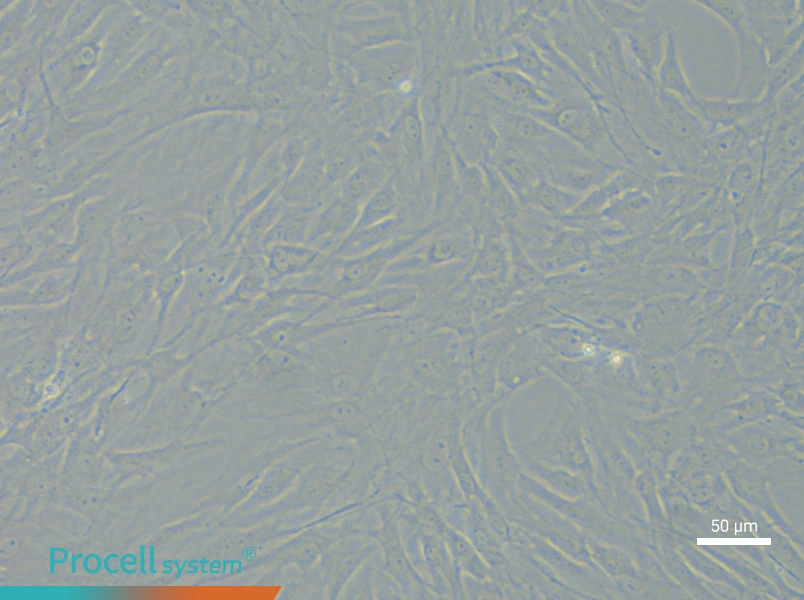 Rat Chondrocyte (Primary cell immortalization) Complete MediumRat Chondrocyte (Primary cell immortalization) Complete Medium - 6