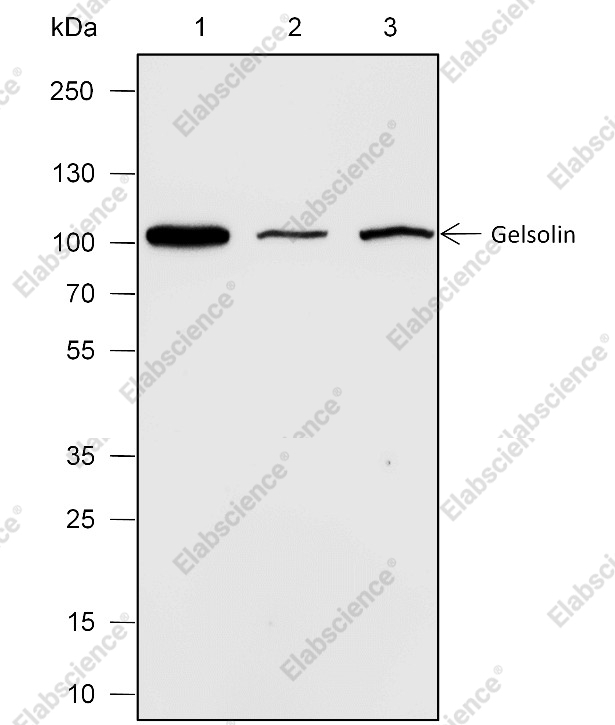 Recombinant Gelsolin Monoclonal Antibody - 1
