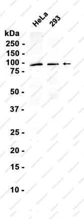 Recombinant Cdc27 Monoclonal Antibody - 1