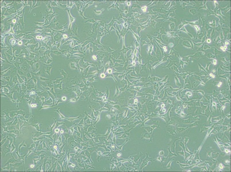 KYSE-410 Cell Complete MediumKYSE-410 Cell Complete Medium - 3